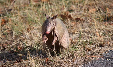 nine-banded armadillo