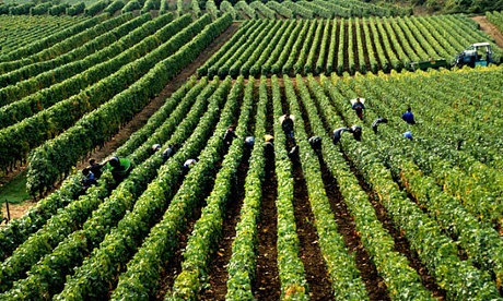 Food and wine is helping the French economy grow, according to provisional GDP estimates.