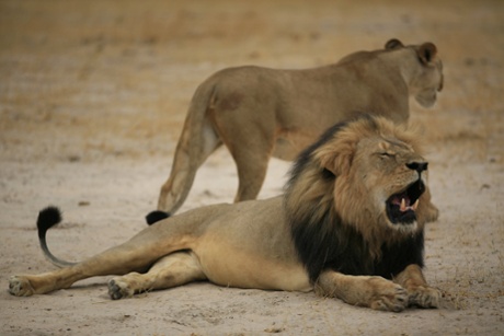Cecil the lion in 2012.