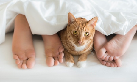 Get your claws out – invite the cat to sleep in the bed.