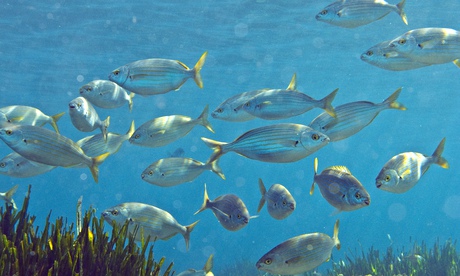 Bream in the Mediterranean Sea near Marseille in southern France
