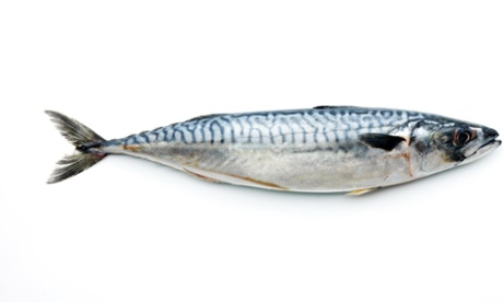 Mackerel in mid-air.