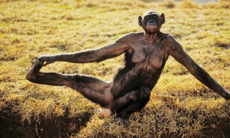 There's nothing like a morning stretch to help your mood, as this bonobo demonstrates.