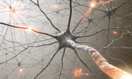 Activity of entire central nervous system captured on film for first time