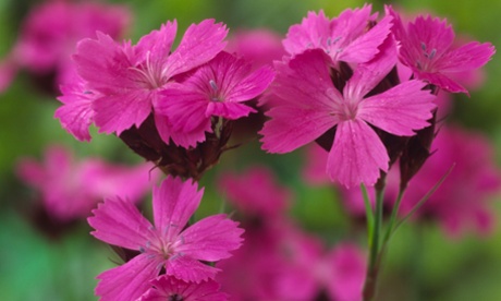 A lovely pink Dianthus carthusianorum with frilled leaves.