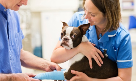 Veterinarians bandaging dog's leg in vet's surgery