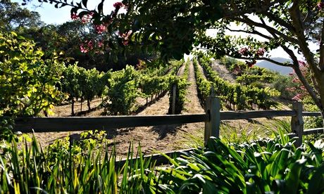 grape vines growing in a sunny field