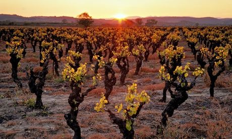 Over the yardarm: the sun sets over a vineyard in Languedoc.