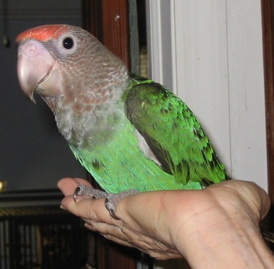 A young un-Cape parrot, Poicephalus robustus.