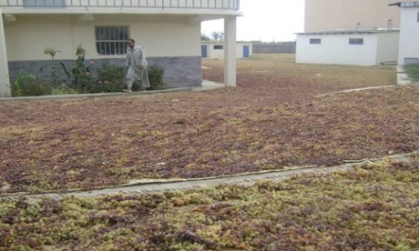 PRPC Members’ Grapes being mat-dried in Bagram
