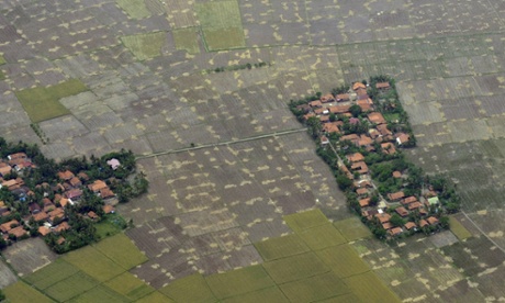 Extreme weather events could cause global food production falls to happen more frequently to major crops such as rice, seen here flooded in Indonesia.