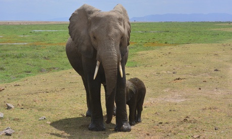 Elephant Anthea suckling her calf at Amboseli National Park, Kenya, 12 August 2015