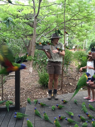 Lorikeets at Bungalow Bay resort