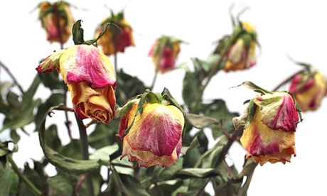 'People don’t like to upset the person sending the flowers by complaining, but it’s important you do, because you don’t want your friend or relative wasting their money,' says Helen Dewdney