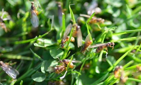Flying ants swarming In grass.