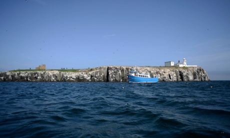 Seabirds sit on a cliff edge on the Inner Farne, which is part of the Farne Islands, off the Northumberland coast.