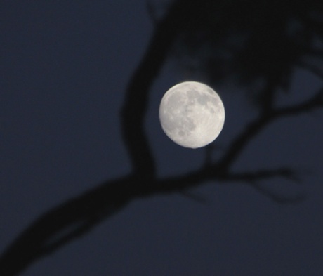 The moon in the tree. The interest in this composition comes from framing the moon in the branches of the tree. The branches are blurred because they are in the foreground and the focus is on the moon. This is a common effect at wide-aperture settings because the depth of focus is shallow. Compact cameras and smartphones have such small lenses that they are unlikely to be able to take such pictures. It was tricky to balance the exposure of the bright moon against the dark tree and sky. I have adjusted to contrast and exposure in a photo editor to make the branches stand out.