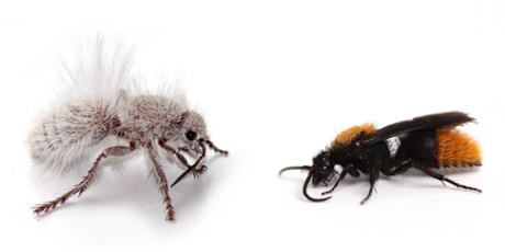 Joe Wilson velvet ant Dasymutilla gloriosa