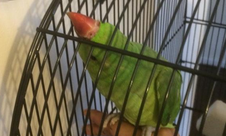 Kiwi the parrot before the successful rescue. The pet was unharmed by its experience.