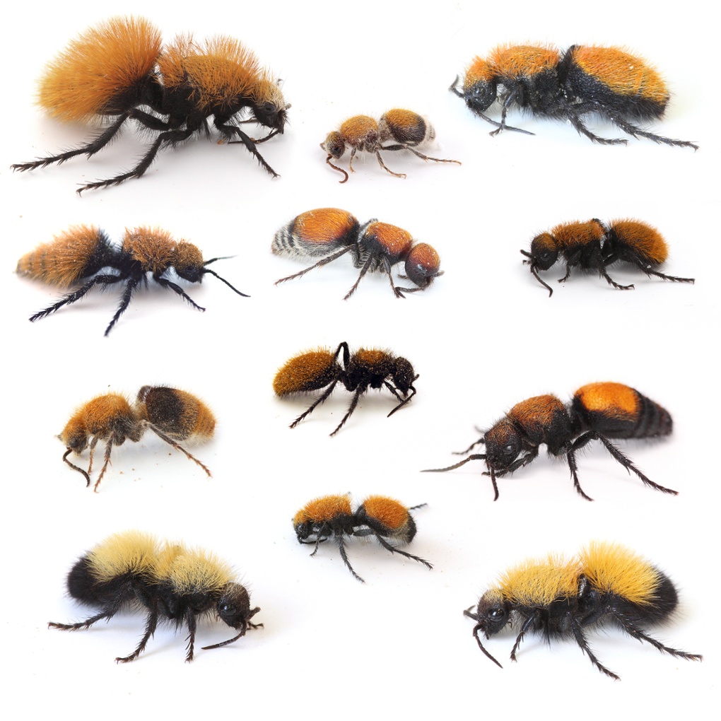 Joe Wilson velvet ant Western Mimicry ring