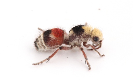 Joe Wilson velvet ant Dasymutilla asteria