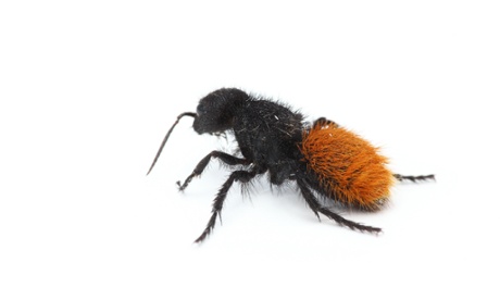 Joe Wilson velvet ant Dasymutilla gorgon