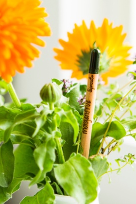 The Sprout pencil growing.