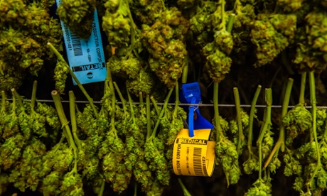 Differing city, county and state laws get at the heart of California’s untenable piecemeal approach to marijuana regulation.