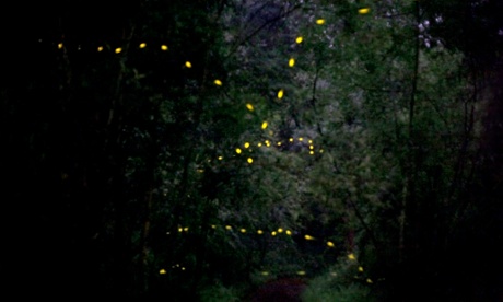 The fireflies of Tlaxcala.