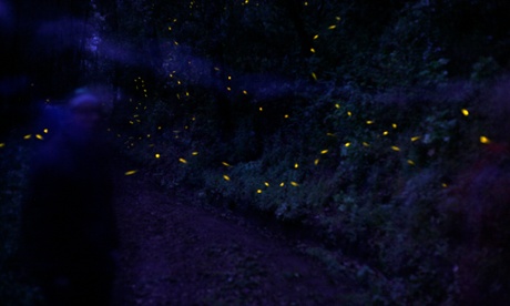 The fireflies of Tlaxcala.