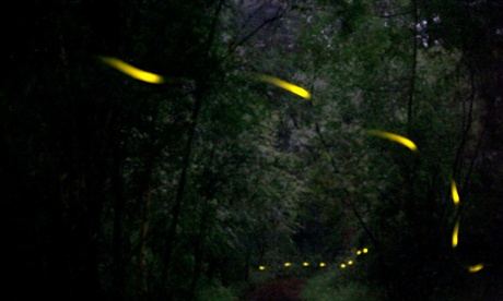 The fireflies of Tlaxcala.