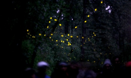 The fireflies of Tlaxcala.