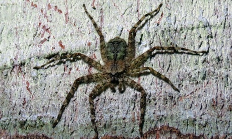 A spider of the genus Selenops