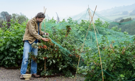 Reaping the benefits: Dan harvests redcurrants.