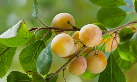 Pick me quick: luscious yellow Mirabelle de Nancy plums.