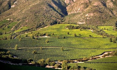 a vineyard in Chile