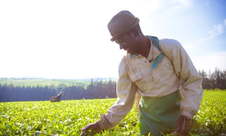 More than 100 hectares at the Chemase Estate in Kenya are certified organic, using no herbicides.