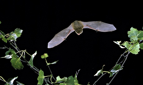 Common pipistrelle bat