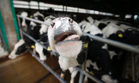 Dairy cows.