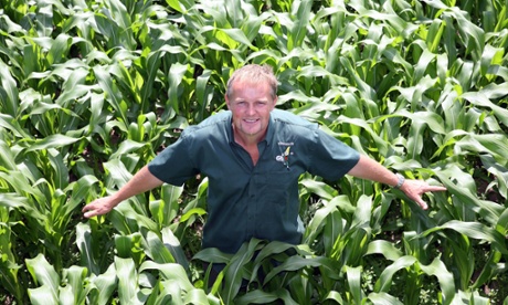 Tom Pearcy among his maize plants.