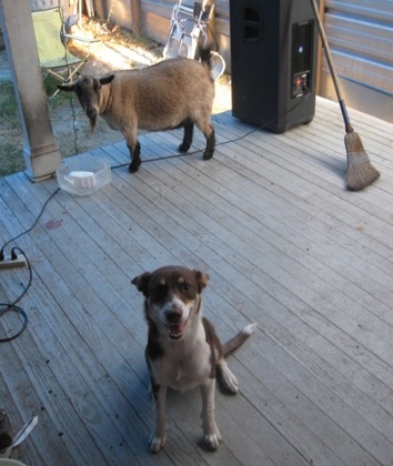 Chauncey and Mischka