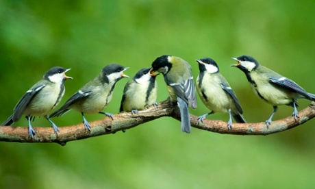 Great tit feeding chicks