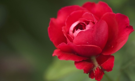 A single red rose
