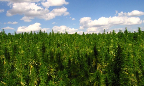 Marijuana field.