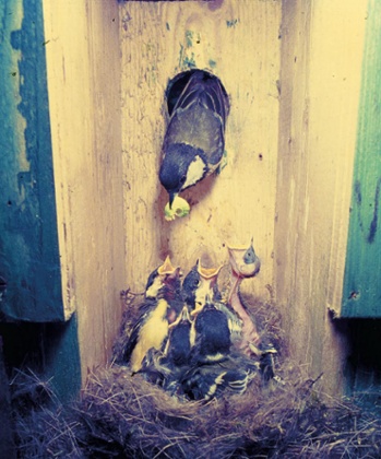 An adult great tit, Parus major, feeds its hungry nestlings.