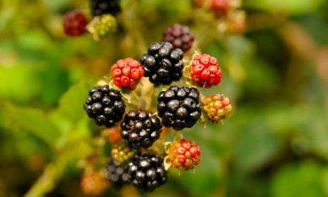  WILD BLACKBERRIES 