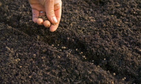 sowing vegetable seed