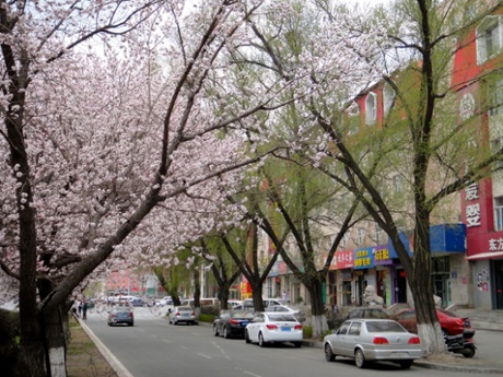 Jilin City blossom trees