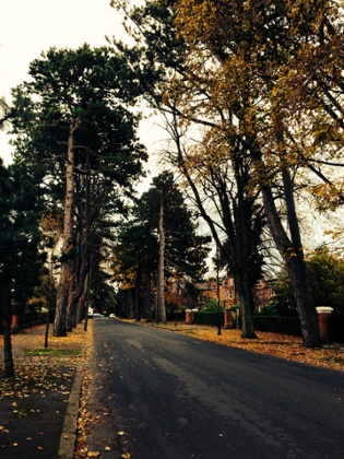 Trees on Cyprus Avenue