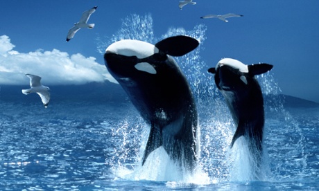 Two whale leap from the sea in unison